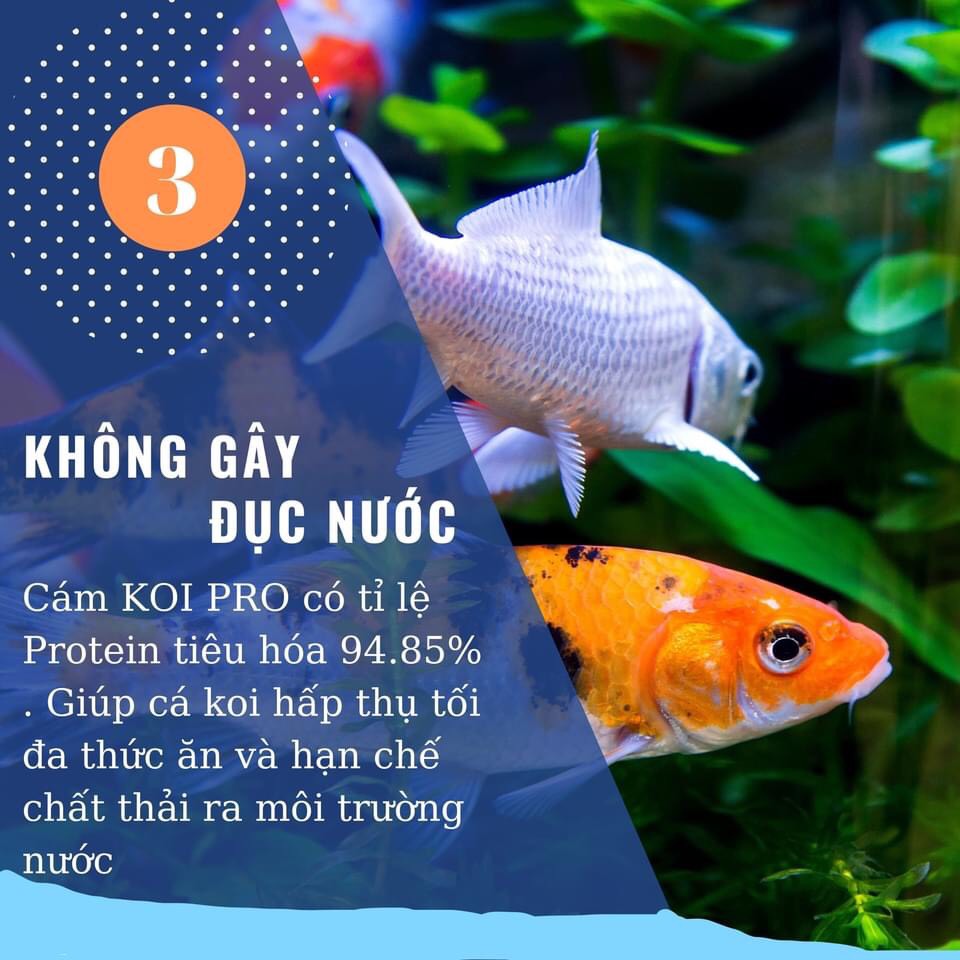 Thức Ăn Cá Koi, cám, Aquamaster, cám, King, chép sư tử, chép phụng (Bao 2,5Kg)