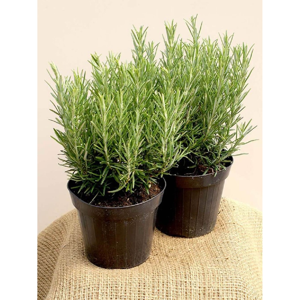 Cây Hương Thảo (Rosemary, Rosmarinus officinalis, Salvia rosmarinus) gốc già chậu nhựa