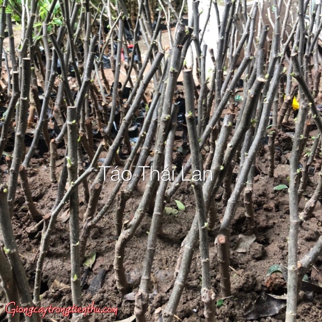 Giống cây táo Thái Lan (5cây)
