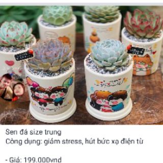 Sen đá tiểu cảnh