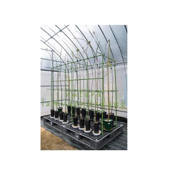 COMBO 5 Ống Thép Bọc Nhựa Dùng làm Khung Đỡ,Giá Đỡ Hoa Hồng Leo,Giàn Leo Bầu Bí Mướp,Khung cây thép