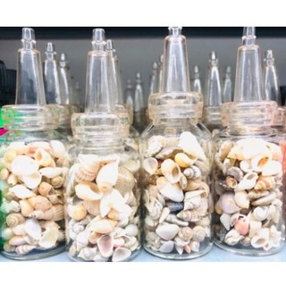 Vỏ Ốc Biển Nhí Trang Trí Sản Phẩm Epoxy Resin - Trường Thịnh Epoxy