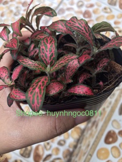 Cây cẩm nhung đỏ/lá may mắn