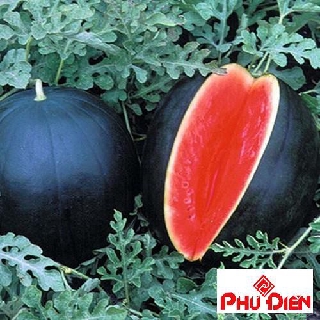 hạt giống quả dưa hấu đen ruột đỏ 10 hạt  PHÚ ĐIỀN