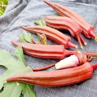 hạt giống đậu bắp đỏ 15 hạt