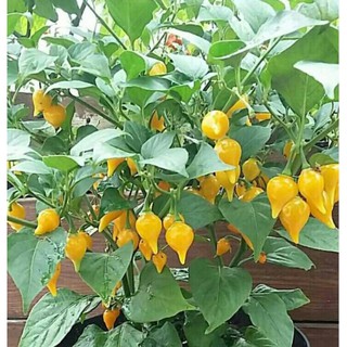 5 Hạt Giống Ớt Mỏ Chim Đỏ - Vàng (Ớt Anh Đào) ( BIQUINHO YELLOW )
