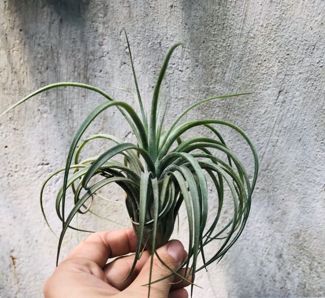 Cây không khí Tillandsia victoria -Victoria giant.