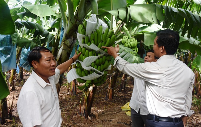 Cây giống chuối tiêu hồng