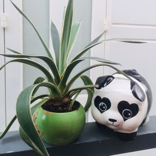 Heo đất handmade Gấu Trúc size M