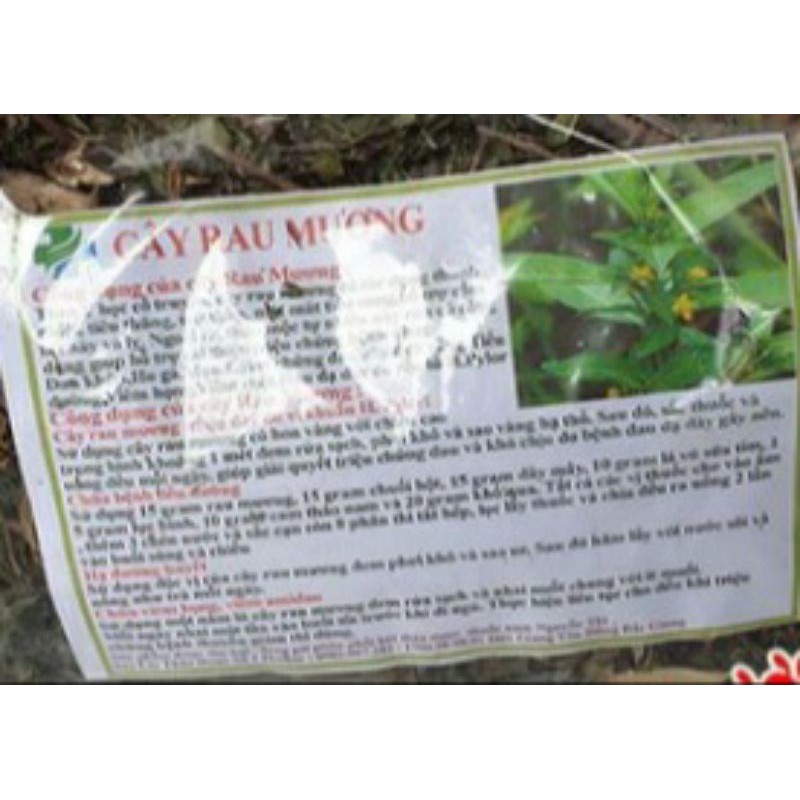 cây rau mương