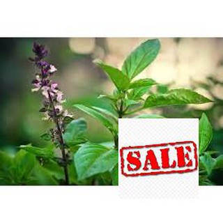 200 hạt giống rau húng quế sale