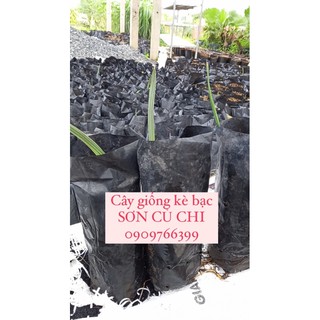 [Bismarck Palm] Cây kè bạc họ Bismarckias, size nhỏ, cây giống, có tác dụng lọc không khí, cây phong thủy