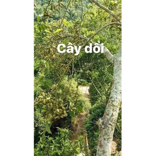 💥( Gói 50g) HẠT DỔi NẾP Loại 1