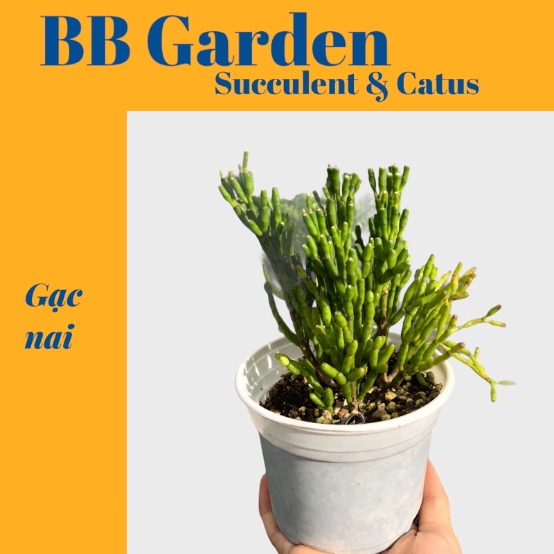 Sen đá gạc nai
