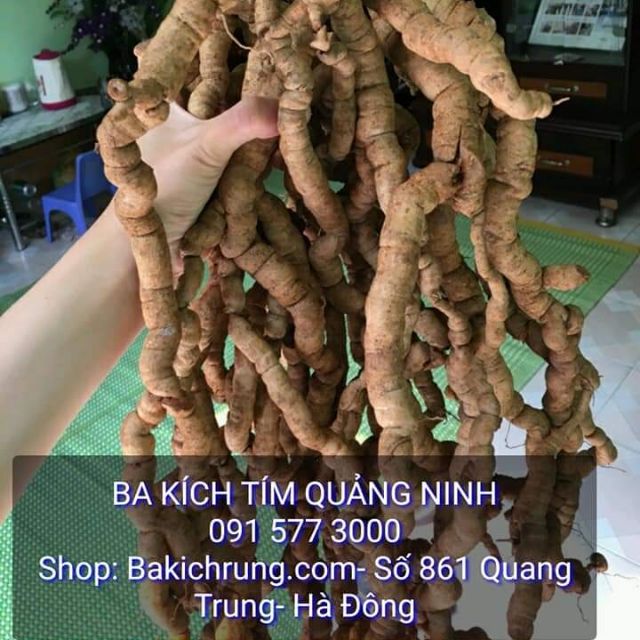 Ba Kích Tím Chuẩn Quảng Ninh
