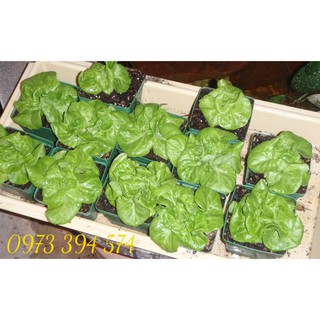 Bán Mùn Xơ Dừa Giá Thể Trồng Cây 1 kg, Mùn Dừa Trồng Rau, Cám Mụn Sơ Dừa Ươm Hạt Giống chất lượng.