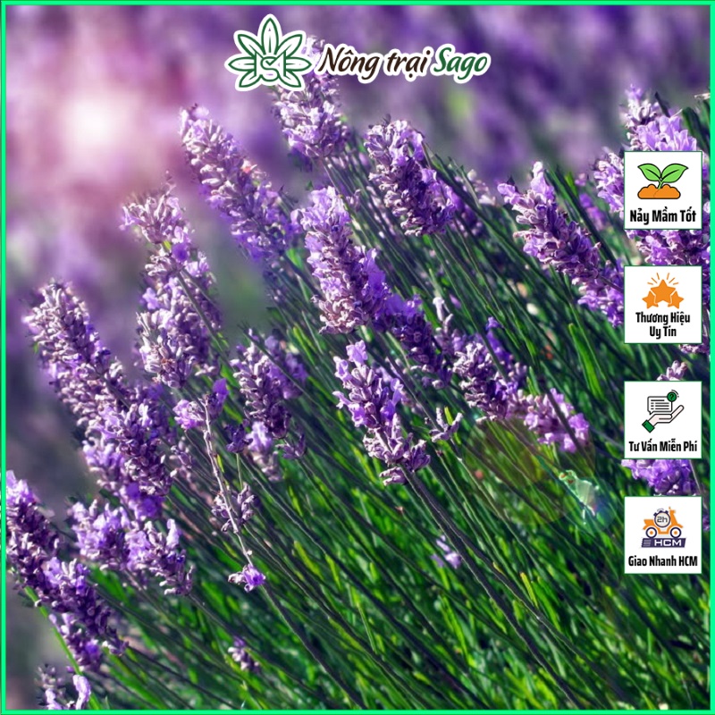 Hạt giống Hoa Oải Hương (Hoa Lavender) - Nông Trại Sago