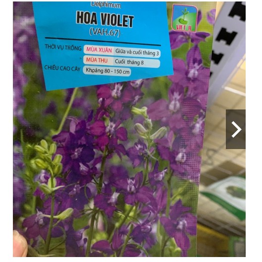 Hạt hoa violet - Hạt hoa phi yến