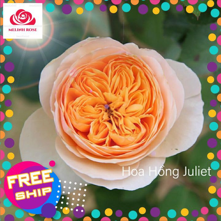 Hoa hồng triệu đô Juliet rose – Hoa hồng cắt cành David Austin vàng cam đẹp nhất-Vườn Hoa Melinhrose