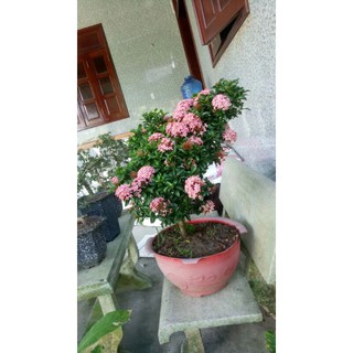Chậu trang hồng phấn