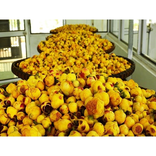 [Chính hãng] 40g Chè hoa vàng Comepharm chữa ung thư, mỡ máu, huyết áp, tốt cho sức khỏe | BigBuy360 - bigbuy360.vn