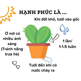 Sen đá size bầu mẫu bất kỳ | succulent