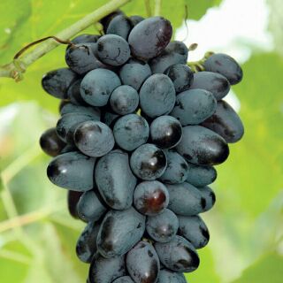 Cây Nho Giống Leo Giàn Nữ Hoàng Đen