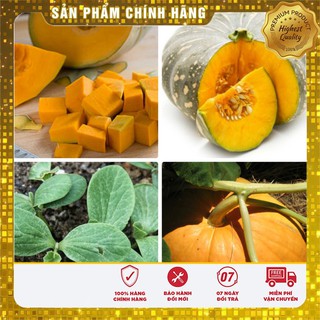 Hạt giống Bí Đỏ Tròn lai quả to năng suất - Hạt giống bầu bí