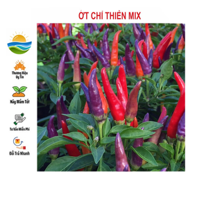 Hạt giống ớt chỉ thiên nhiều màu 30 hạt