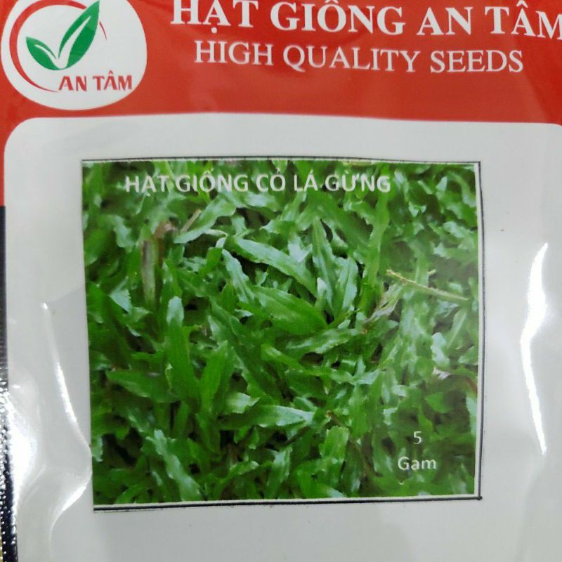 Hạt giống cỏ lá gừng