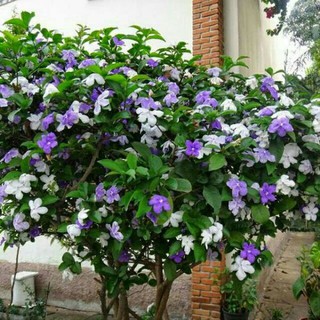 Cây giống hoa nhài Nhật [ cây nhỏ và trưởng thành]