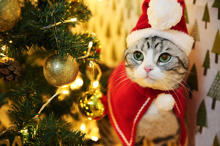 Trang Phục / Phụ Kiện Phong Cách Giáng Sinh Cho Thú Cưng