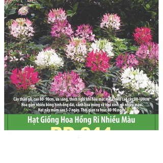 Hạt Giống Hồng Ri Nhiều Màu