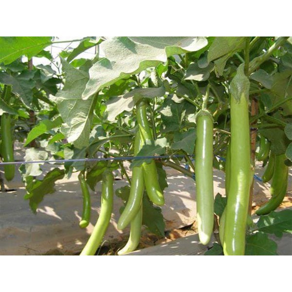 Hạt Giống Cà Xanh Qủa Dài  - Dễ Trồng, Dinh Dưỡng, Năng Suất Cao - MUA 3 TẶNG 1 CÙNG LOẠI