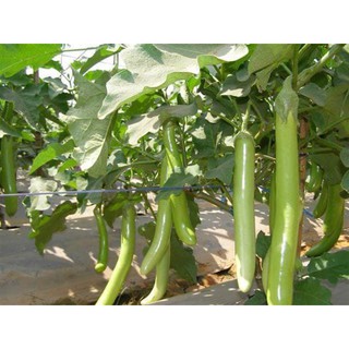 Gói 0.2gr hạt giống Cà Xanh Mỡ