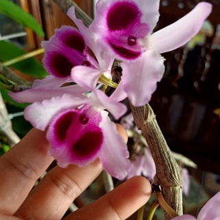 thanh lý ki lan phi điệp tím (dọn vườn)