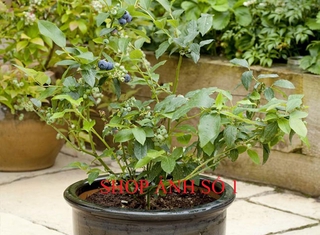 Cây việt quất giống, cây to khỏe, cây đang quả