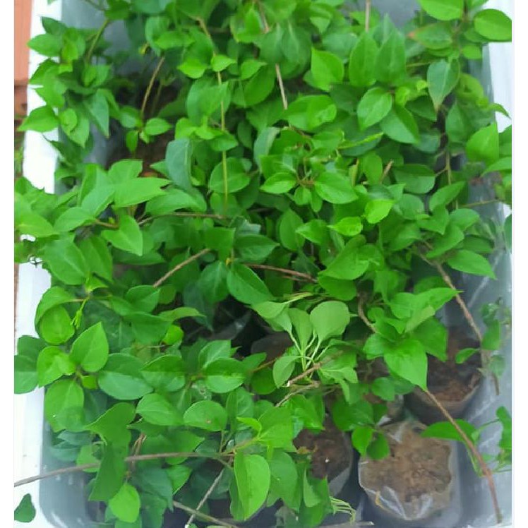 Hạt Giống Cây Lá Giang - 10 hạt /gói