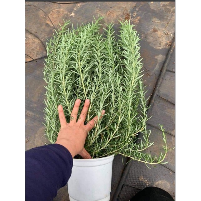 Chậu cây hương thảo - Rosemary - Rosmarinus officinalis L-UtNho