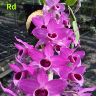 Phi điệp cây giống