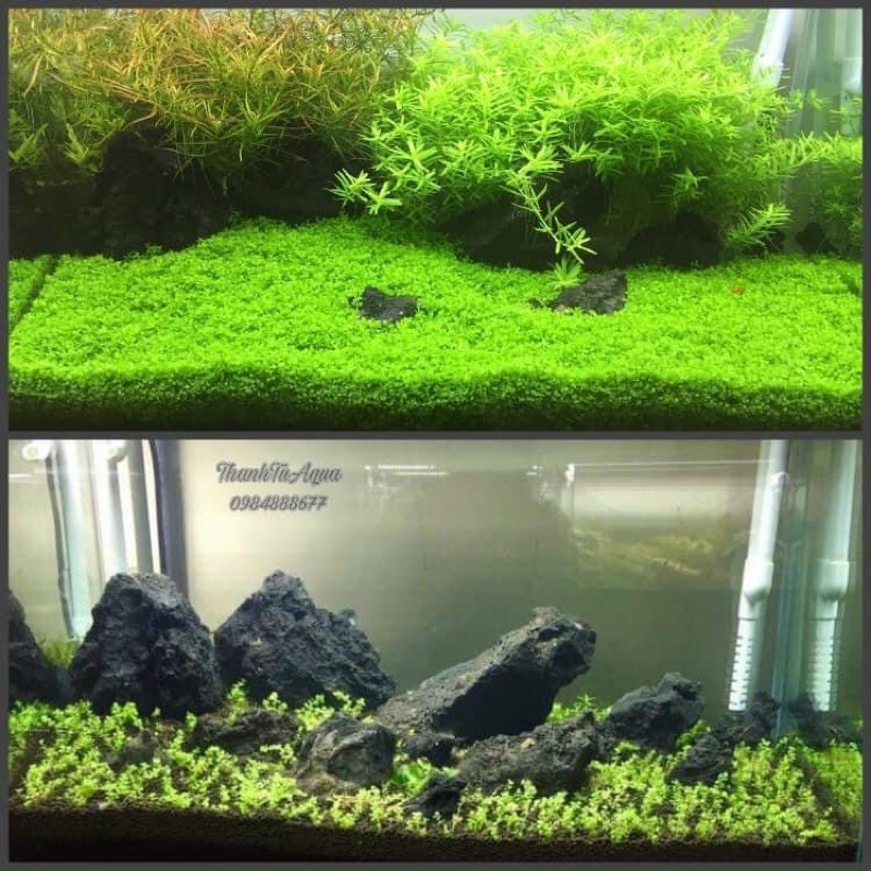 Cây thuỷ sinh-khuyến mại mùa covit