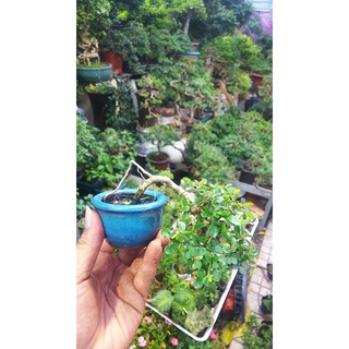 Chậu mềm Bonsai sam núi mini , tiểu cảnh sen đá