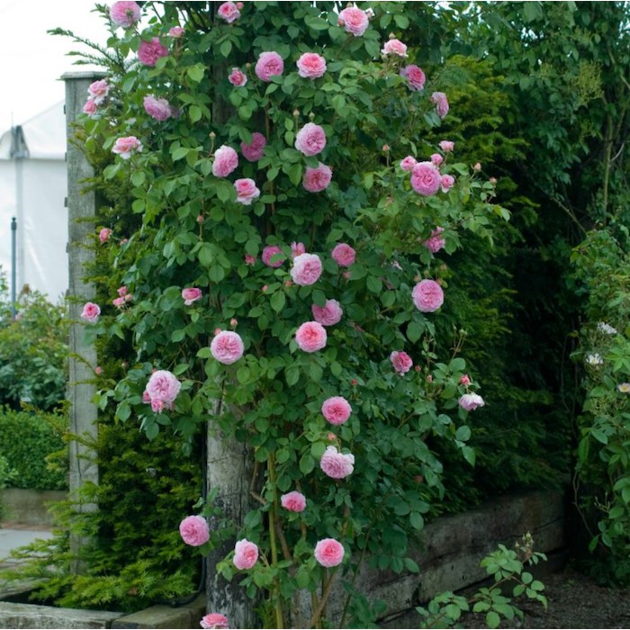 Top cây trồng ban công chịu nắng tốt, đẹp & dễ trồng 5