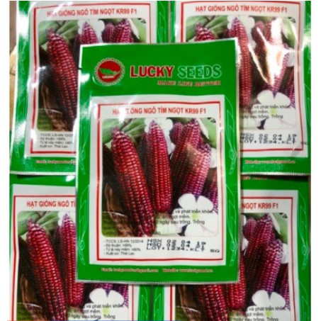 HẠT GIỐNG NGÔ NẾP TÍM NGỌT KR99 F1 LUCKY SEEDS