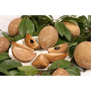 Cây hồng xiêm xoài
