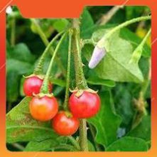 HẠT GIỐNG CÀ GAI LEO GÓI 0,2G