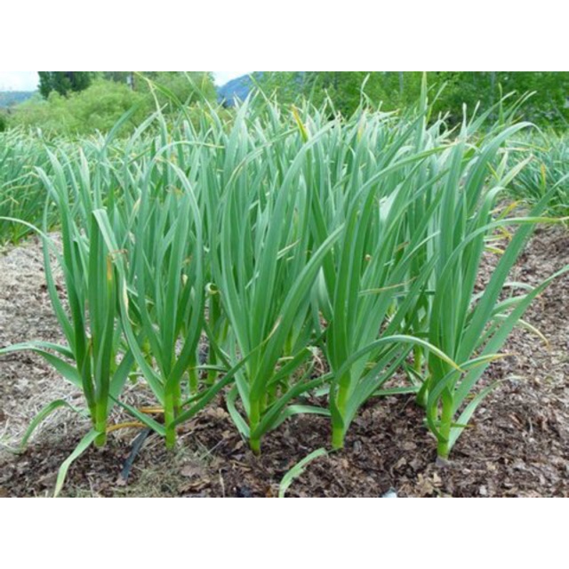 Hạt giống lá hẹ ta - 10g