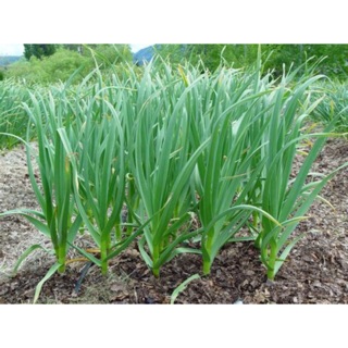 Hạt giống lá hẹ ta - 10g