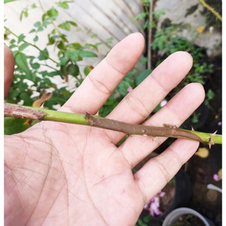 Keo Liền Da Nano Bạc 100g