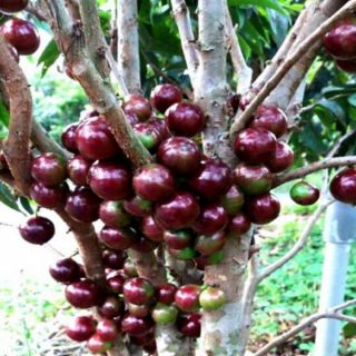 Cây giống nho thân gỗ tứ quý